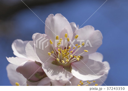 Blooming flowers on the branches of fruit trees Blooming flowers on the branches of fruit trees 37243350