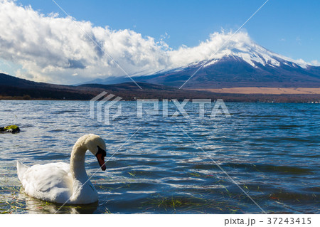 富士山 白鳥 山中湖 富士山 白鳥 山中湖 37243415
