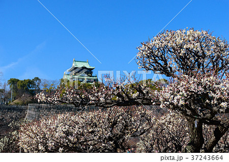 大阪城公園の梅 37243664