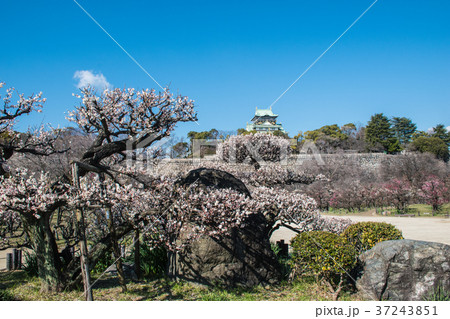 大阪城公園の梅 37243851