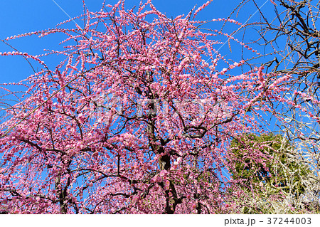 城南宮の梅園 城南宮の梅園 37244003