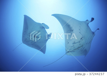 マンタ 37244237