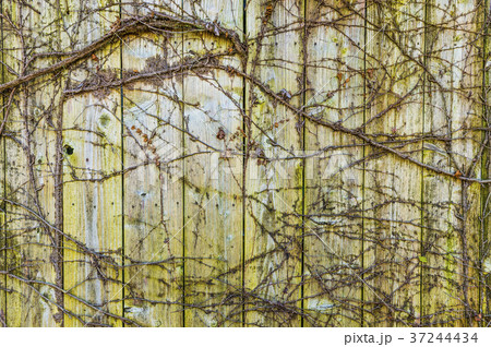 蔦の絡まった木の壁 蔦の絡まった木の壁 37244434