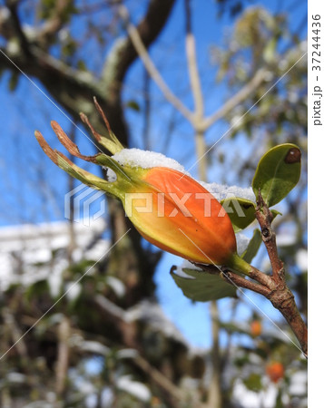 雪を載せたクチナシの実 37244436