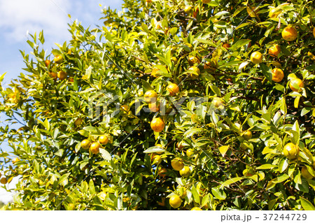 Orange trees with fruits on plantation  37244729