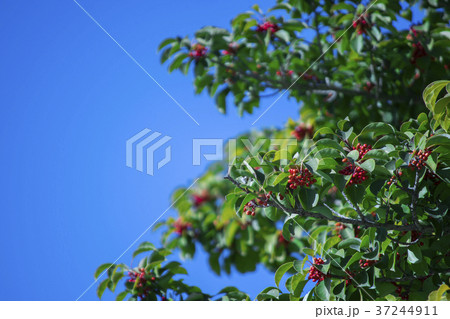 クロガネモチ クロガネモチ 37244911