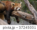 レッサーパンダ, Red panda, lesser panda 37245031