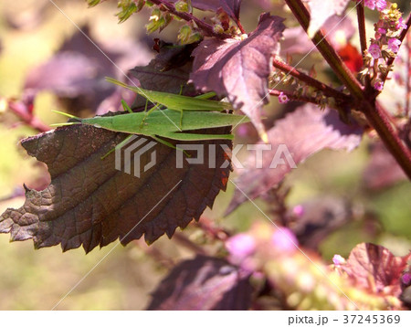 アカジソ（赤紫蘇）に止まるオンブバッタ 37245369