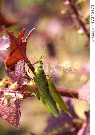 アカジソ（赤紫蘇）に止まるオンブバッタ 37245373