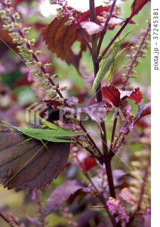 アカジソ（赤紫蘇）に止まるオンブバッタ 37245381