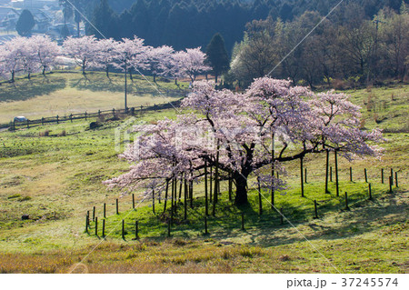 観音桜 観音桜 37245574