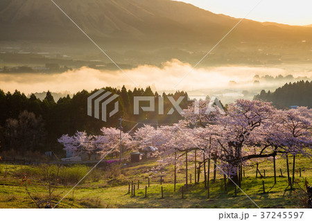 朝日に観音桜 朝日に観音桜 37245597