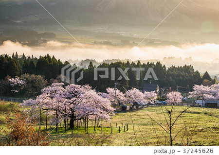 阿蘇の朝霧と観音桜 阿蘇の朝霧と観音桜 37245626