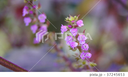 アカジソ（赤紫蘇）の花 37245653