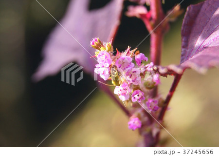 アカジソ（赤紫蘇）の花 37245656