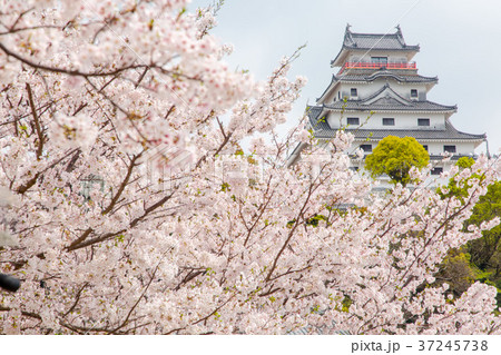 桜と唐津城 桜と唐津城 37245738