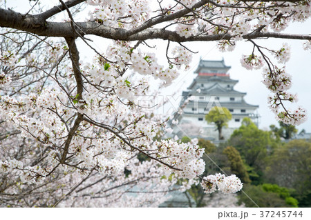 桜と唐津城 桜と唐津城 37245744