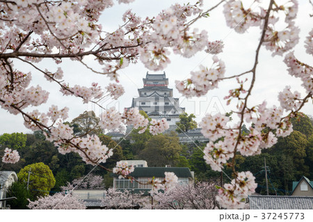 桜と唐津城 37245773