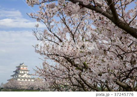 桜と唐津城 桜と唐津城 37245776
