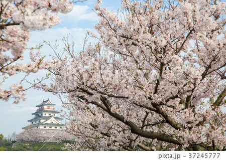 桜と唐津城 37245777