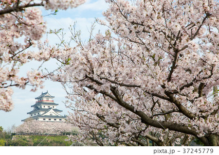 桜と唐津城の写真素材