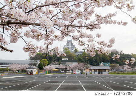 桜と唐津城 37245780
