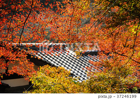 秋月城跡の紅葉 37246199