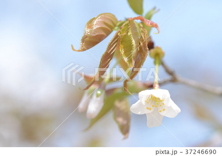 山桜 山桜 37246690