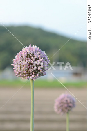 野菜の花（ニンニク） 37246697
