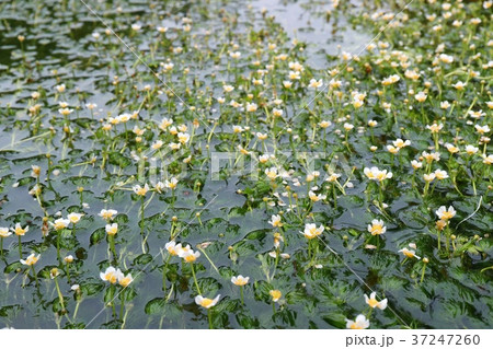 ミシマバイカモ 白い花 水中花 ミシマバイカモ 白い花 水中花 37247260