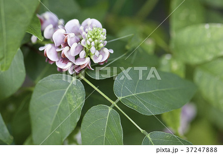 アピオス（アメリカほど芋）の花と葉 37247888