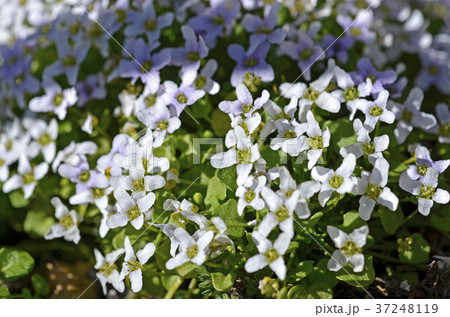 イオノプシジウム イオノプシジウム 37248119