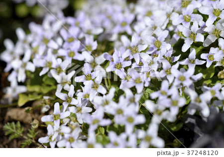 イオノプシジウム 37248120