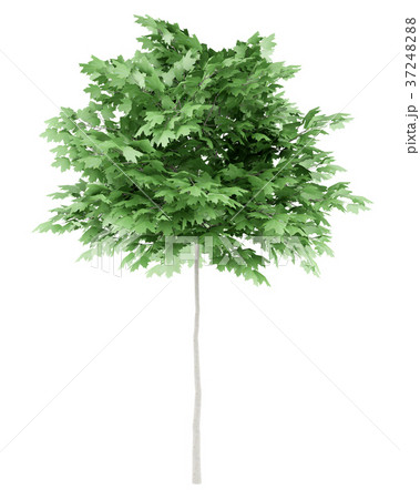 norway maple tree isolated on white background 37248288