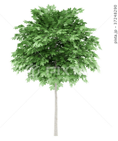 norway maple tree isolated on white background 37248290