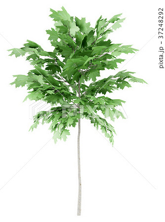 norway maple tree isolated on white background norway maple tree isolated on white background 37248292