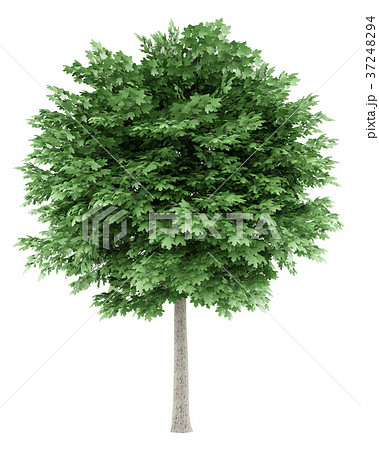 norway maple tree isolated on white background norway maple tree isolated on white background 37248294