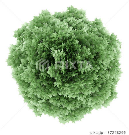 top view of norway maple tree isolated on white top view of norway maple tree isolated on white 37248296