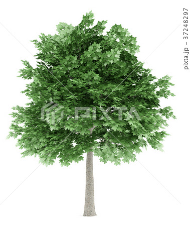 norway maple tree isolated on white background norway maple tree isolated on white background 37248297