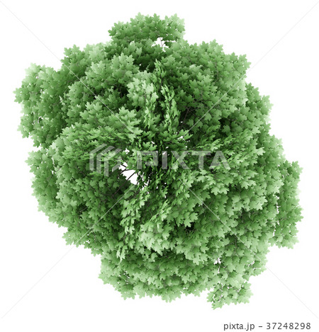 top view of norway maple tree isolated on white top view of norway maple tree isolated on white 37248298