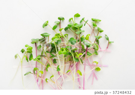Micro greens top view isolated at white Micro greens top view isolated at white 37248432