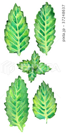 watercolor sketch of mint isolated on white watercolor sketch of mint isolated on white 37248637