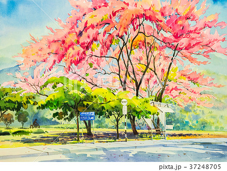 Painting watercolor landscape of beauty sakura. 37248705