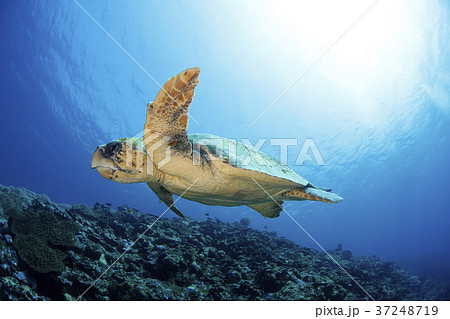 アカウミガメ 37248719