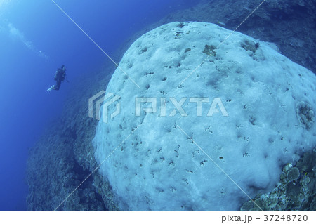 アザミサンゴとダイバー アザミサンゴとダイバー 37248720
