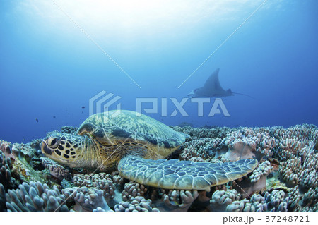 アオウミガメとマンタ 37248721