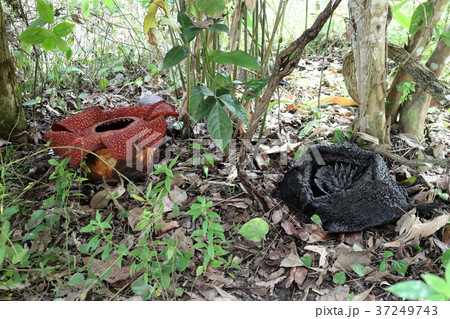 黒く枯れたラフレシア(右) 黒く枯れたラフレシア(右) 37249743