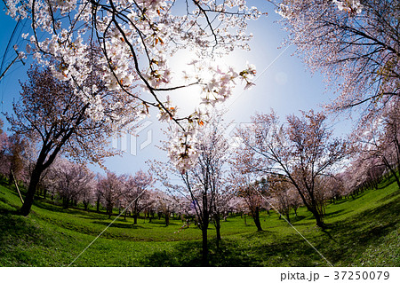 満開のサクラと春の太陽 満開のサクラと春の太陽 37250079