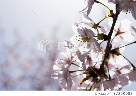 サクラの花のクローズアップ サクラの花のクローズアップ 37250082