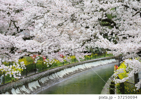 京都　桜咲く春の山科疎水 37250094